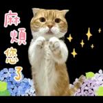 在幹森麼？小貓咪在呼叫中》〉》