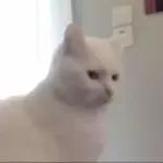 Videocats