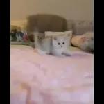 Video Cats