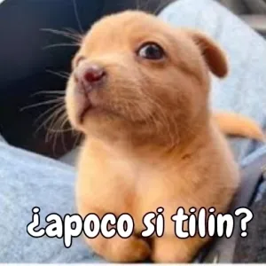 TUfAF2