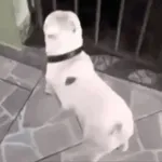 ¡Te amo un montón!