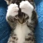 gatos 
