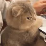 gato llorando