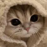 kucing ngambek 