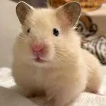 Hamsters