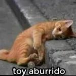gato triste