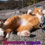 спокойной ночи