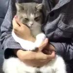 Video Cats