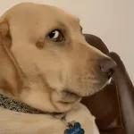 Se que mientes pero continúa