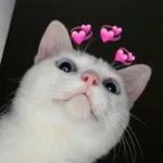 Meow
                            ƐℓεѕιƧ 🍪