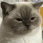 kucing ngambek 