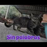 frases