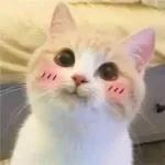 cute animal