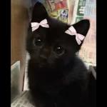 gatitos