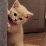 Meow
                            ƐℓεѕιƧ 🍪