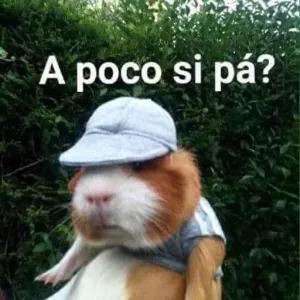 0EQLTT