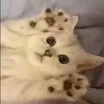 Video Cats