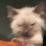 Video Cats