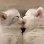 cute