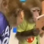 Monkeys
                            Get buck