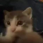 Video Cats