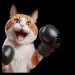 拳擊貓咪的日常喔喔叫