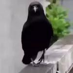 Funny Animals Gif