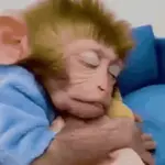 fofo