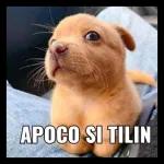 perrito