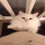 Pussy Cats