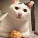 골드브라운 토피넛 라떼