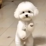 shockwuetend