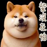 圓柴柴4：柴腹自由 薯條加大