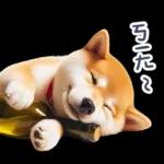 醉酒柴柴✩一醉方休