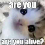 Marry meow? I love you