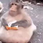 STAR WARS A NEW HOPE