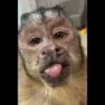 monito 