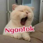 𝑴𝒊𝒙𝒙𝒆𝒅