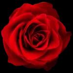 fresh flowers for my love🌹🌹