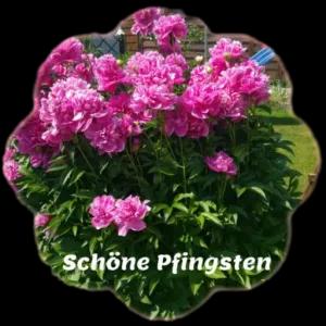 Schöne Pfingsten - getsticker.com