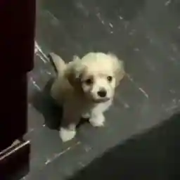DOiLqo