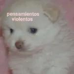 gatos y perros
