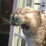 l love u anuel aa❤️‍🩹💫🤞🏻