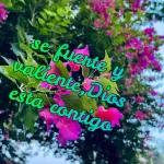nelida