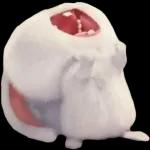 bunny rabbit