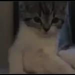 Video Cats