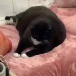 Videocats