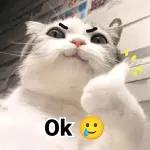 Katzen