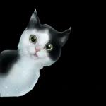gatitos