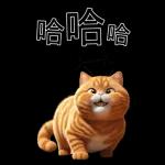 可愛的橘色肥貓!